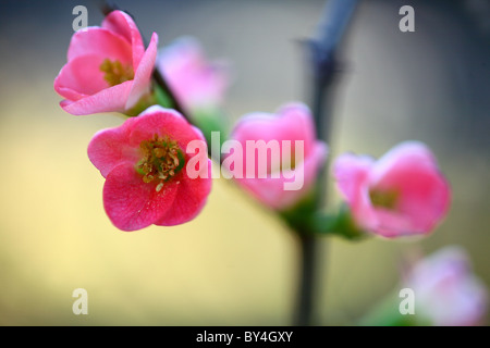 Fleurs de coing japonais Banque D'Images