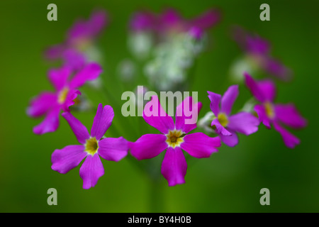 Fleurs de Primevère Banque D'Images