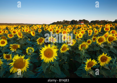 Champ de tournesols West Sussex. Banque D'Images