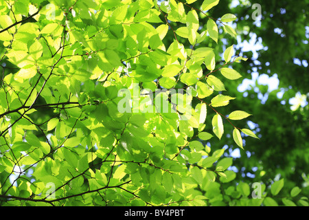 Close Up of Green Leaves Banque D'Images