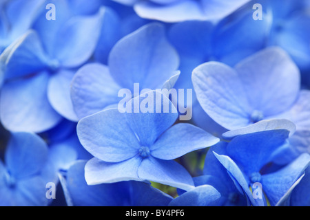 Hortensia bleu Fleurs Banque D'Images