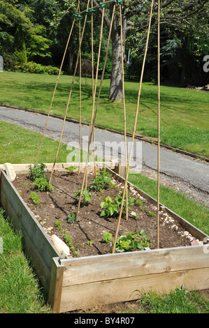 'École' Plantez votre propre lit de légumes verts plantés par les écoliers Banque D'Images