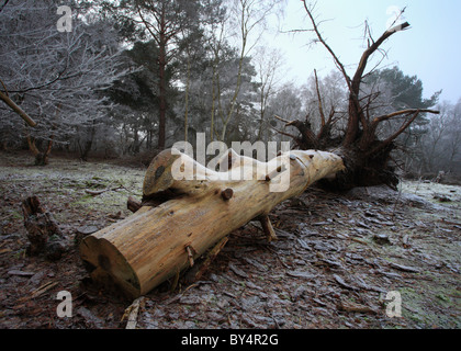 Un arbre tombé dans un bois sur un matin glacial. Banque D'Images