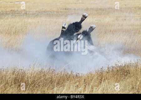 Un mâle dominant le Bison d'Amérique adultes dusting echelle à l'assemblée annuelle de l'Ornière Banque D'Images