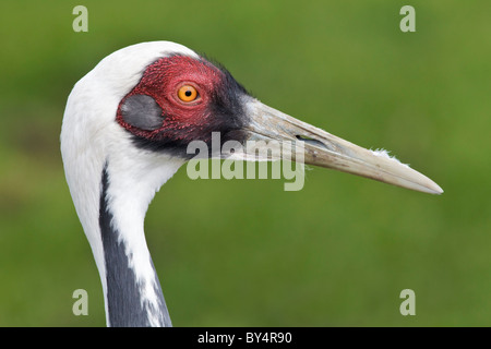 Les espèces rares et menacées de grue à cou blanc - White Crane Grus vipio cou - spécimens élevés en captivité - étude du visage Banque D'Images