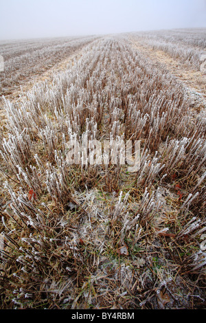 Un champ de chaume couvert de givre. Banque D'Images