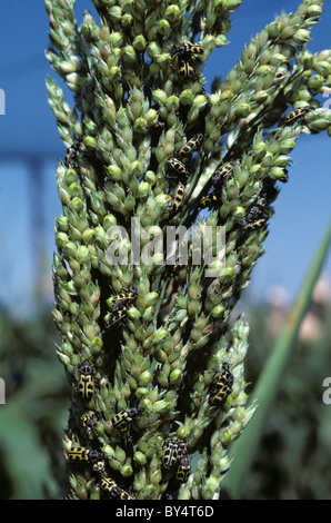 Chrysomèle des racines du maïs (Diabrotica undecimpunctata) adultes massing sur une oreille de sorgho, Afrique du Sud Banque D'Images