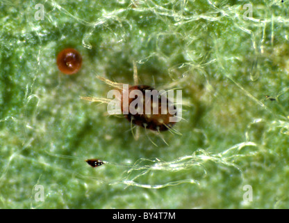 Fruit-tree l'araignée rouge (Panonychus ulmi) femelle adulte sur une feuille de pommier Banque D'Images