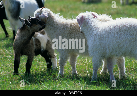 Chèvre pygmée kid avec deux enfants de chèvres angora Banque D'Images