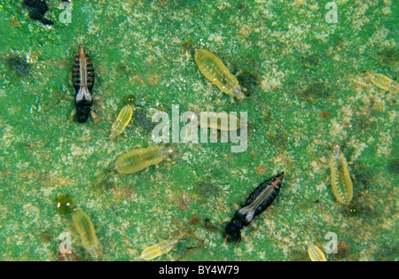 Thrips Echinothrips americanus (noir) les adultes et les larves sur une feuille Banque D'Images
