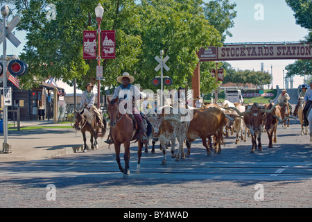 Longhorn steer sont regroupés pour leurs deux fois par jour 'Bétail' dans le district de bestiaux Ft. Worth, Texas Banque D'Images