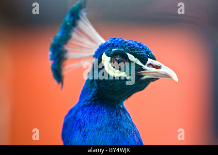 Un gros plan d'un montrant sa crête paon Banque D'Images