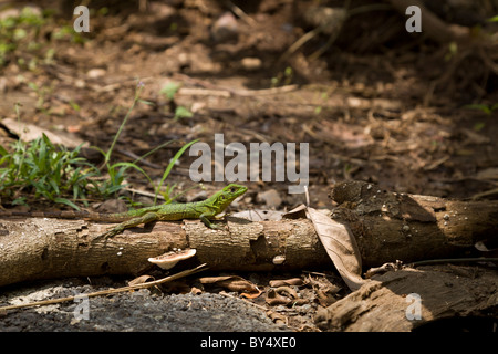 Noir juvénile ou l'Iguane Iguane Ctenosaura similis (noir) à Playa del Coco à Guanacaste, Costa Rica. Banque D'Images