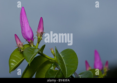 Bougainvillée violet Bougainvillea glabra) (boutons de fleurs à Playa del Coco, Péninsule de Nicoya, Guanacaste, Costa Rica. Banque D'Images