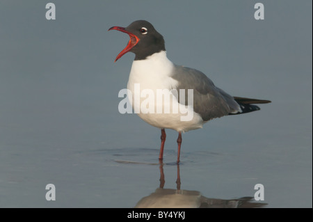 Laughing Gull (Larus atricilla) appelant debout dans l'eau Banque D'Images