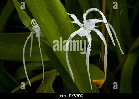Beach Spider Lily (Hymenocallis littoralis) dans le Gandoca-Manzanillo Wildlife Refuge près de Puerto Viejo de Limon Province, Costa Rica. Banque D'Images