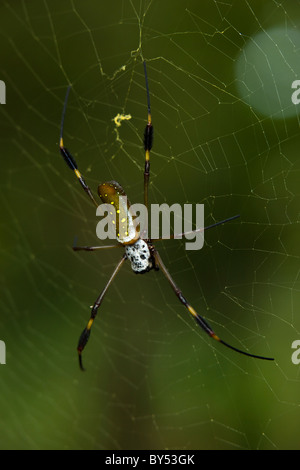 Golden Orb Weaver femelle Nephila clavipes (spider) sa fixation dans le web Gandoca-Manzanillo Wildlife Refuge, Costa Rica. Banque D'Images