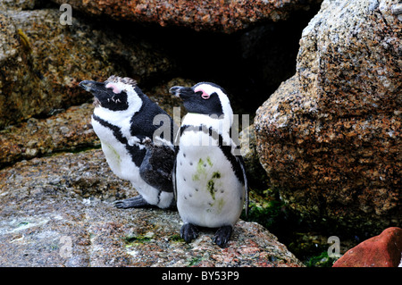 Pingouins Jackass sur la côte rocheuse. Cape Town, Afrique du Sud. Banque D'Images