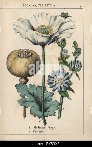 Papaver somniferum pavot médicinal avec fleur blanche et mûr, capsule et bleu fleur de chicorée Cichorium intybus. Banque D'Images