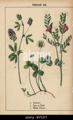 Lucerne ou luzerne Medicago sativa, tare ou vesce Vicia sativa, et le trèfle blanc Trifolium repens. Banque D'Images