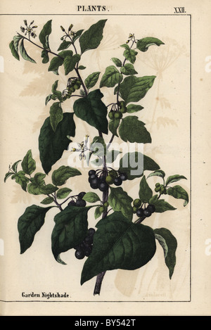 Jardin ou morelle noire avec de petits fruits noirs, Solanum nigrum. Banque D'Images