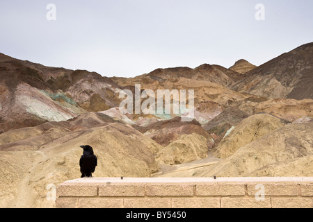 Grand Corbeau, Corvus corax, à la palette de l'artiste sur le long d'artistes dans la Death Valley National Park, California, USA. Banque D'Images