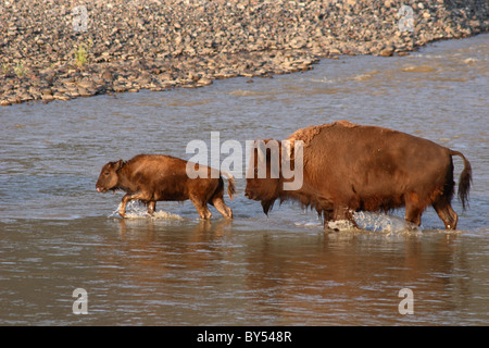 Une mère et son petit Bison traversant une rivière. Banque D'Images