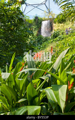 À l'intérieur de la forêt tropicale (Tropiques humides) à l'Eden Project Biome Banque D'Images