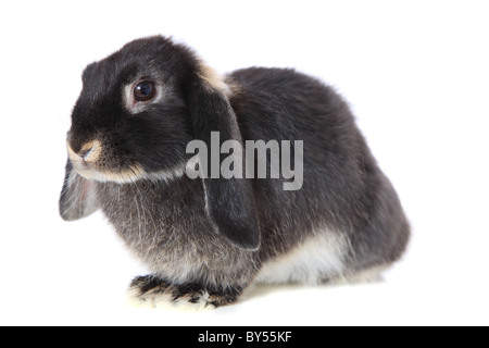 Mignon petit lapin. Le tout sur fond blanc. Banque D'Images