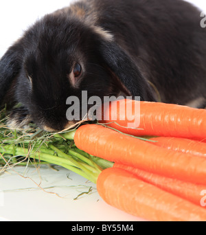 Cute little bunny manger des carottes. Le tout sur fond blanc. Banque D'Images