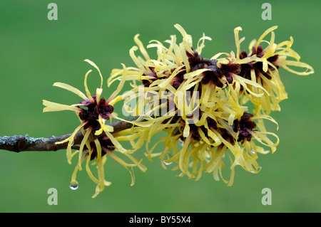 Diospyros lotus en fleur, jardin botanique d'Oxford, UK Banque D'Images