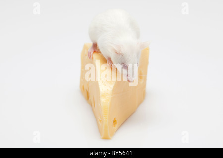 Souris Blanc grimpant sur un morceau de fromage Banque D'Images