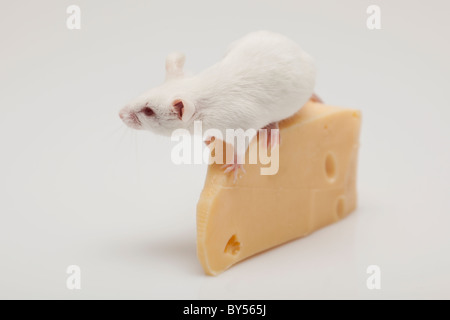 Souris Blanc grimpant sur un morceau de fromage Banque D'Images