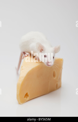 Souris Blanc grimpant sur un morceau de fromage Banque D'Images