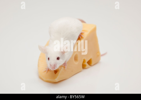 Souris Blanc grimpant sur un morceau de fromage Banque D'Images