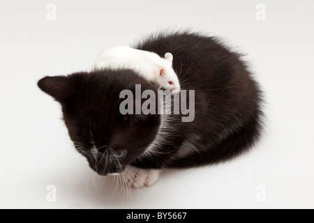 Chat et souris enfant gris sur fond blanc Banque D'Images