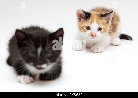 Deux Petits Chats Sur Fond Blanc Un Chat Est Noir Et Une Autre Couleur De Liege Photo Stock Alamy