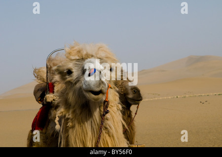 Portrait d'une double bosse camel prises dans le désert de Gobi. Banque D'Images