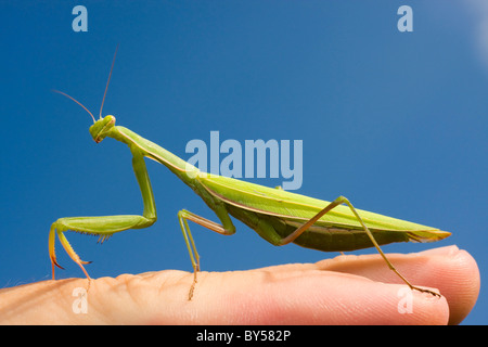 Mantis mante religieuse européenne, (Mantis religiosa, Gryllus religiosa) sur place Banque D'Images