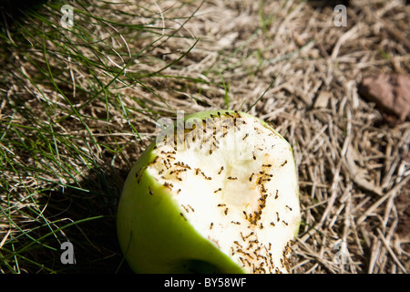 Manger des fourmis à moitié mangé une pomme verte, à l'extérieur Banque D'Images