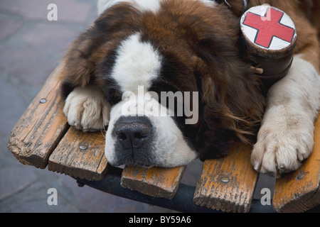 Un Saint Bernard chien avec un collier fiole allongé sur un banc de parc Banque D'Images