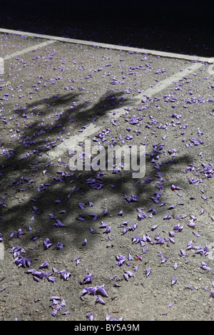 Pétales pourpre sur le sol dans un parking Banque D'Images