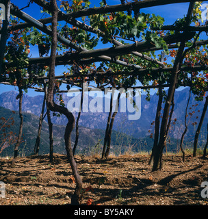 Italie - côte amalfitaine - vignobles de Ravello avec les montagnes au loin Banque D'Images