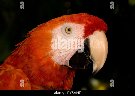 Ara, Ara macao Banque D'Images