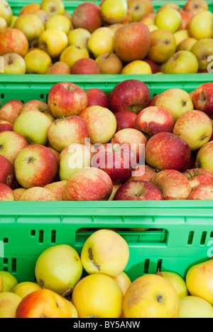 Trois bacs de pommes Banque D'Images