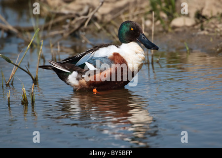 Canard Canard souchet mâle représentée dans l'eau bleue Banque D'Images