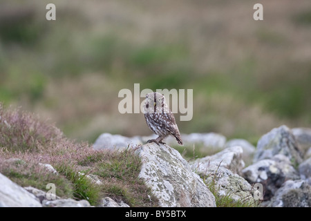 Petit hibou perché sur un rocher Banque D'Images