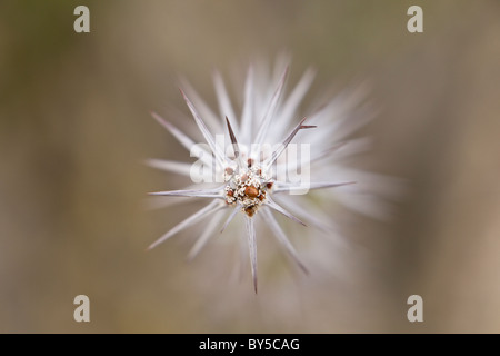 Close-up de la direction générale de l'ocotillo épineux (Fouquieria splendens) dans la région de Joshua Tree National Park, Californie, USA. Banque D'Images