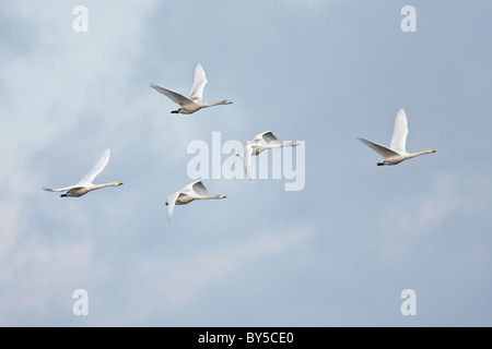 Famille de cygnes chanteurs en vol contre un ciel nuageux ciel bleu Banque D'Images