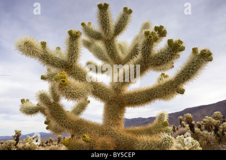 Teddy-bear Cholla, Cylindropuntia bigelovii, à la Cholla Cactus Garden à Joshua Tree National Park, Californie, USA. Banque D'Images